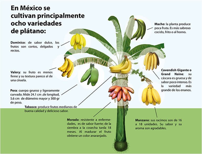 Platano Variedades